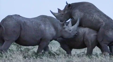 Rhino sees off love rival in hilarious video - Storytrender