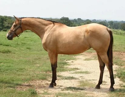 Buckskin Horse / 5 Fun Facts About Buckskin Horses - COWGIRL