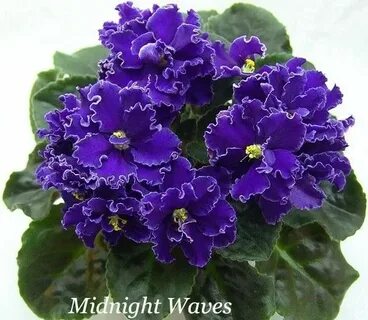 Midnight Waves Saintpaulia, African violets, Violet flower