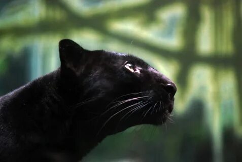 NYC - Bronx Zoo - Black Panther Bronx zoo, Wild cats, Black 