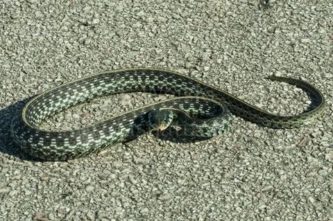 Florida Green Water Snake : Florida Green Watersnake Nerodia