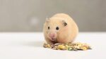 Was brauchen Hamster für ein artgerechtes Leben? ZooRoyal Ma