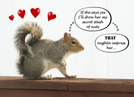 Squirrel Nut Quotes And Sayings. QuotesGram