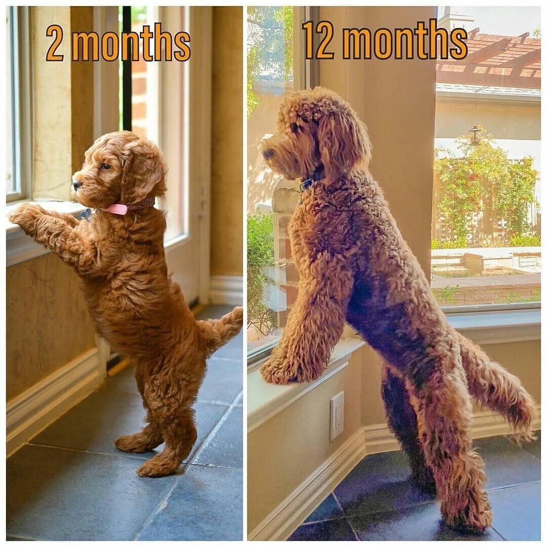 Reposted from @ginger_texas 2 months → 12 months Growing up 😊 * @jack_cool...