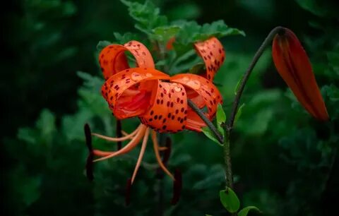 Tiger Lily Wallpapers on WallpaperDog