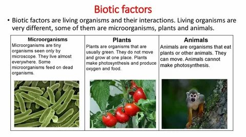 Abiotic Factors Pictures - Floss Papers