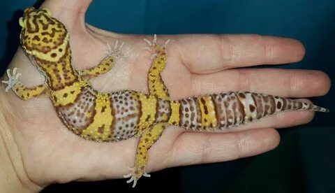 Jumbo Leopard Gecko