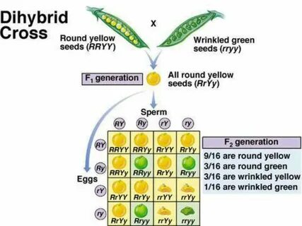 Dihybrid Crosses Involve 2 traits - ppt download