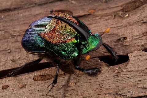 Pearlescent beetle - 69 photo