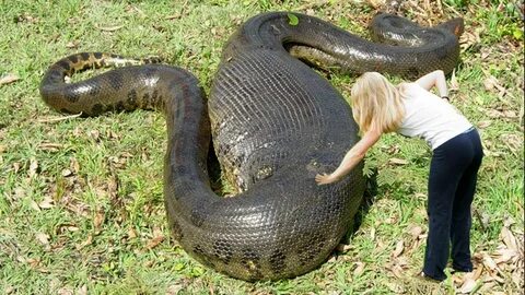 The biggest Snake in the world - Anaconda - Python big newby