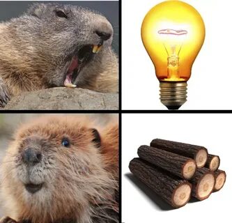 Beaver Log Know Your Meme