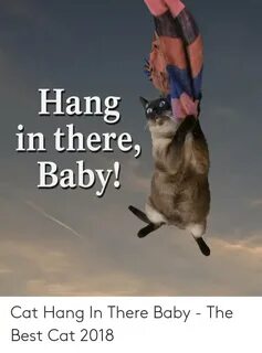 Hang in There Baby! Cat Hang in There Baby - The Best Cat 20