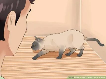 How to Tell If Your Cat Is in Heat