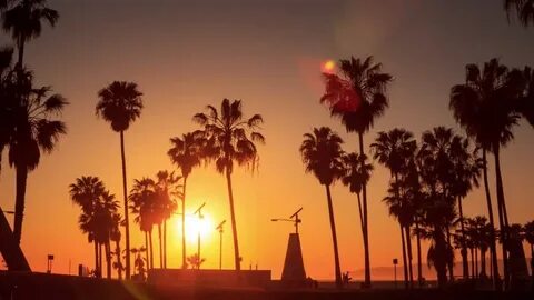 silhouette palm trees beautiful sunset Stok Videosu (%100 Te