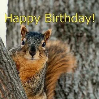 Happy Birthday Squirrel Wishes by MoreKeala Happy birthday s