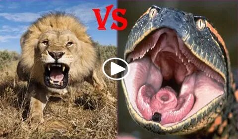 Lion vs Anaconda - strongpet