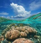 9,965 Atlantic Coral Reef Photos - Free & Royalty-Free Stock