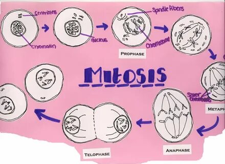 Mitosis - Biology B1C