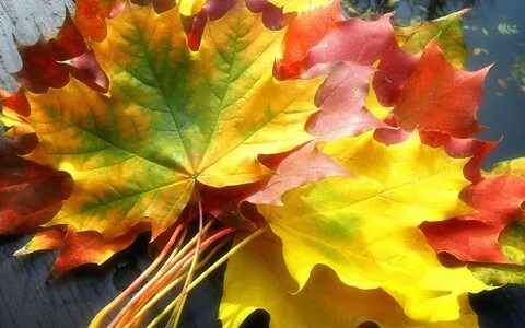 Осень. Autumn (363 обоев) " Смотри Красивые Обои, Wallpapers