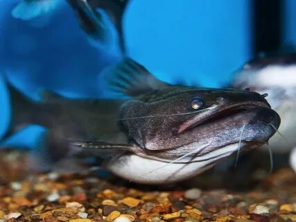 The Complete Guide to Gulper Catfish Care Fishkeeping World