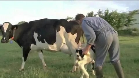 Trennung einer Kuh von ihrem Kalb (deutsche Untertitel) - Yo