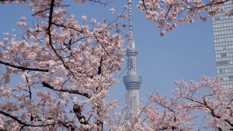 The another way to go HANAMI! Go for a walk and watch cherry