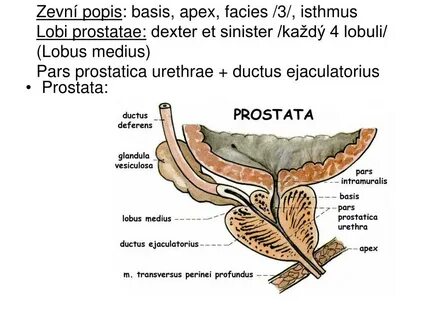 PPT - Mužské pohlavní ústrojí Systema genitalium masculinum 