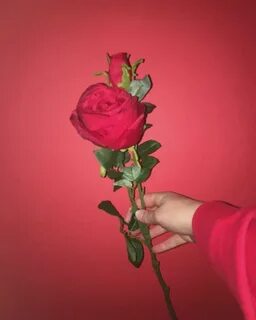 red rose #aesthetic #red #rose BTS Aesthetic roses, Red aest