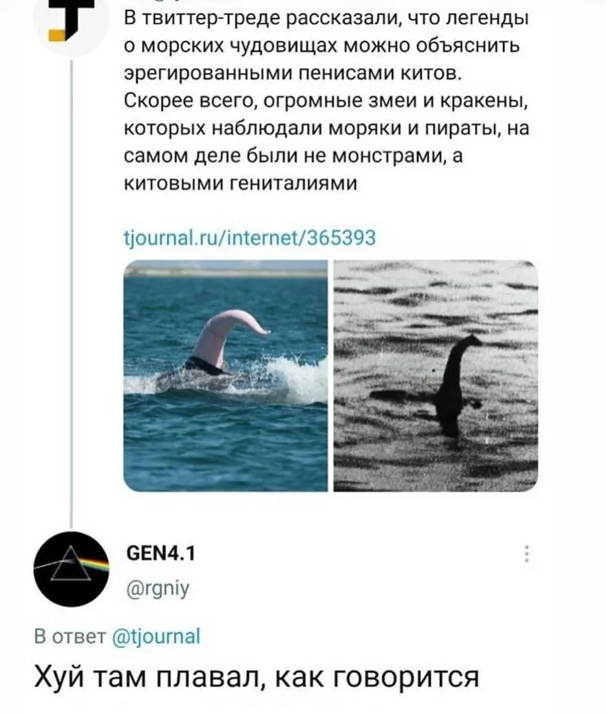 сколько в длину член кита фото 24