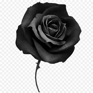 черная роза, сокрытие, роза
