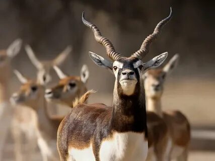bhawalpur Africa wildlife, Animals beautiful, Nature animals