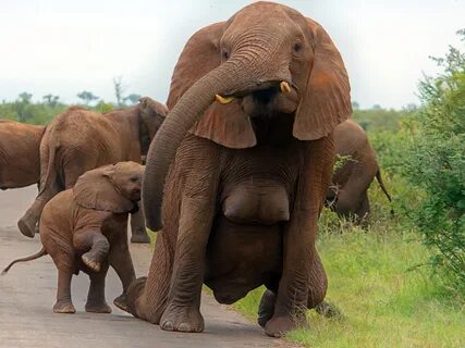 DD-umbo! Hilarious snaps of an elephant with boobs will crac