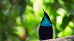 Bird Of Paradise Wallpapers - Wallpaper Cave