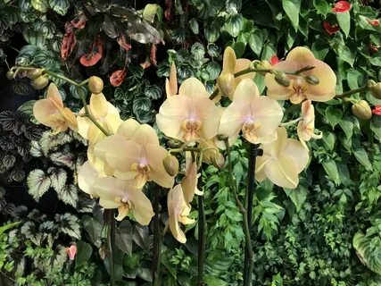 Phalaenopsis Golden River - Орхидеи, орхидеи уход субстратов