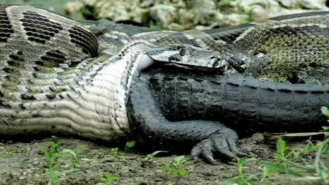 6 Insane Species Infestations (Caused by Humans) Anaconda sn