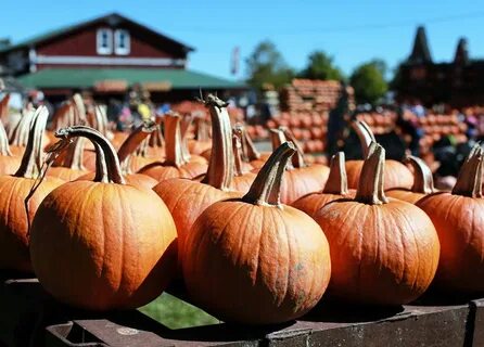 Highlights of The Great Pumpkin Farm - Welcome 716
