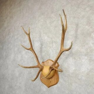 Rocky Mountain Elk Plaque Mount #20669 For Sale - The Taxide