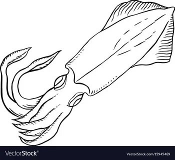 Squid Royalty Free Vector Image - VectorStock