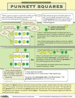 Punnett Square Study Guide Science biology, Science lessons,