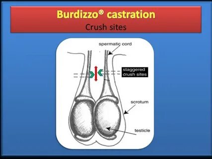 CASTRATION