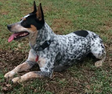 Heard About The Blue Heeler Rat Terrier Mix? We Just Did! - 