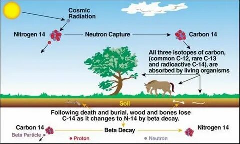 explain how carbon dating works.