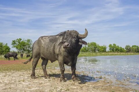 Water buffalo release boosts natural dynamics in the Danube 