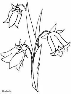 bluebells line drawing - Bing Images Flower coloring pages, 