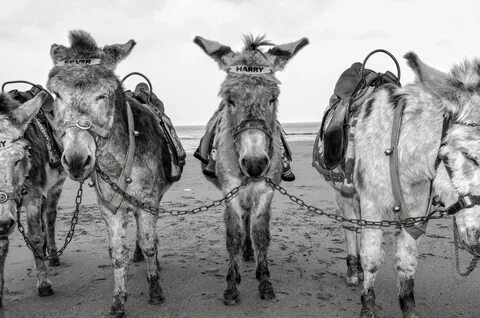 Download free photo of Donkey,beach,holiday,english,uk - fro