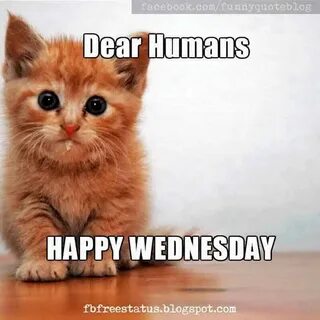 Photo: dear-humans-happy-wednesday-hialrious-meme *Cats and 