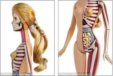 Barbie as you've never seen her before: Anatomical sculpture