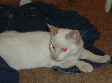 File:Cat with red-eye effect.JPG - Wikimedia Commons