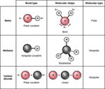 Covalent Bonds Biology for Non-Majors I in 2020 Covalent bon