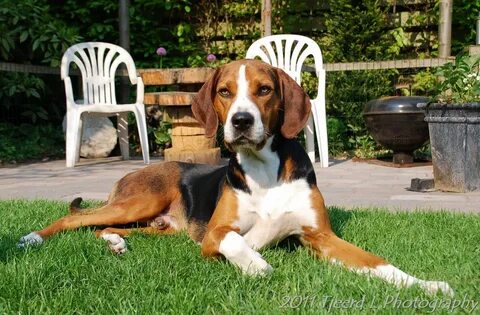 HAMILTON STOVARE Unique dog breeds, Beagle colors, Rare dog 